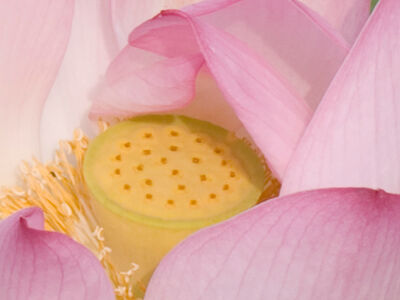 Breathwork - Kreativität - Yoga Freiburg, Laya-Art Astrid-Lindgren-Straße Logo