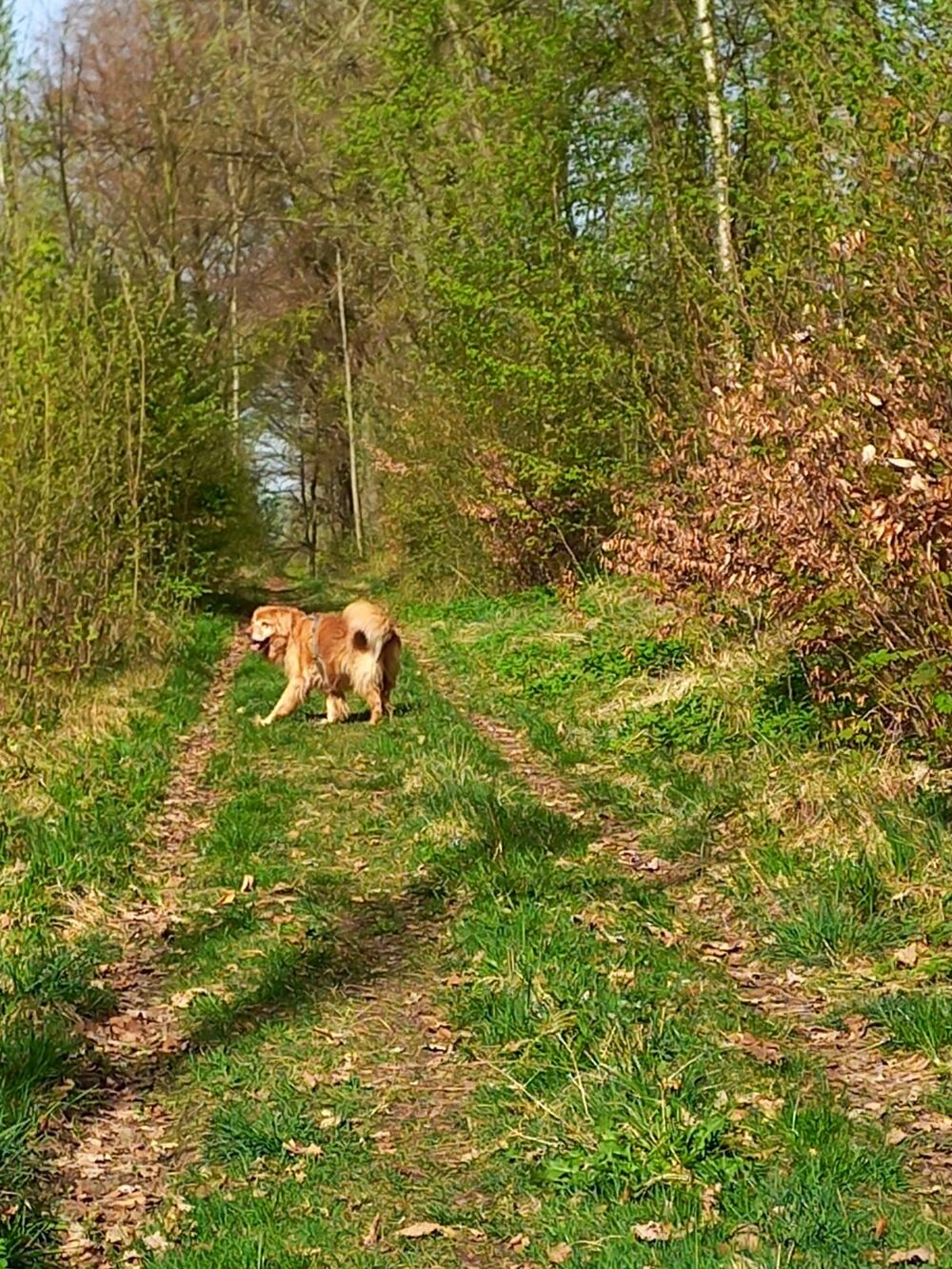 Emmi