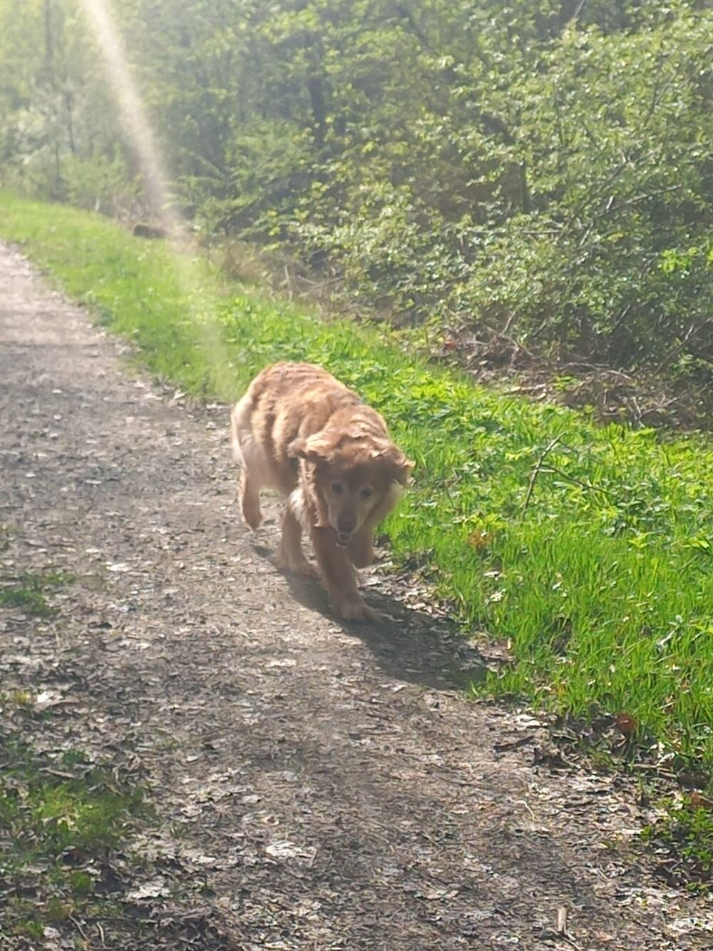 zufriedener Hund