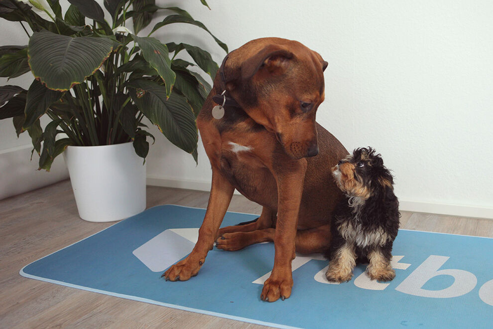 Zwei Bürohunde bei fitbase