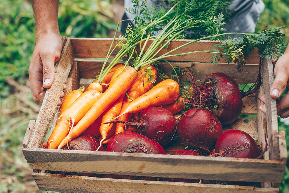 Ein Bauer hält eine Kiste mit frischem Gemüse, so wie Karotten und Rüben