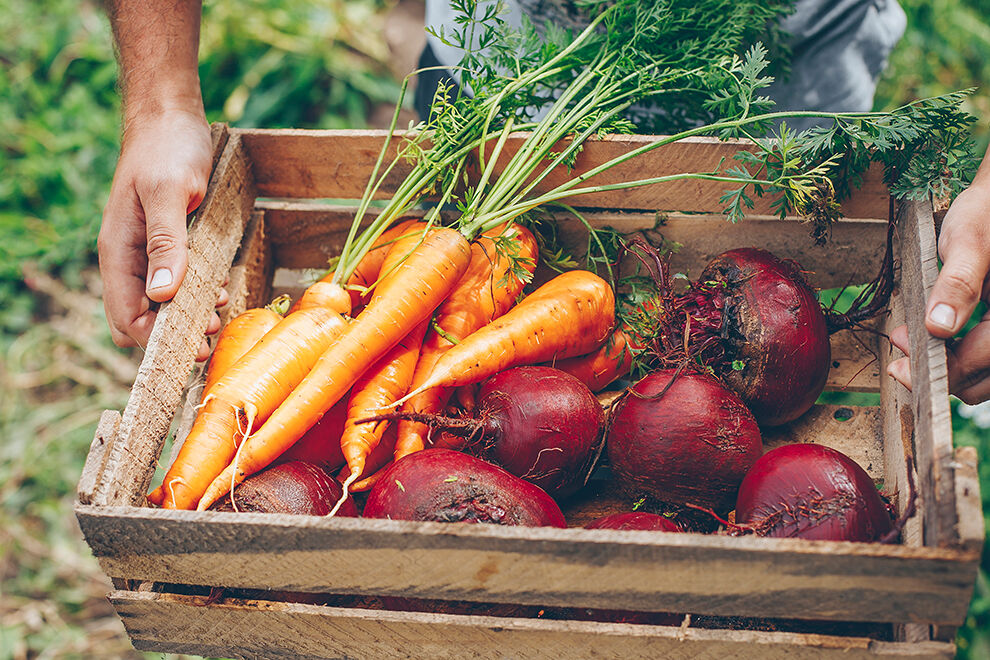Ein Bauer hält eine Kiste mit frischem Gemüse, so wie Karotten und Rüben